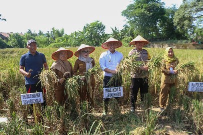 Dukung Program Swasembada Pangan, Wako Panen Raya Bersama Petani