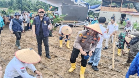 Sinergi Kapolsek, Forkopimcam Bersma Petani Tanam Jagung Cara Tradisional