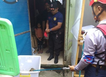 Musim Hujan, Waspada Kasus Ular Masuk Rumah Meningkat di Lubuklinggau