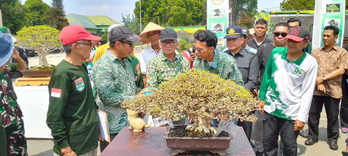 Bonsai Seharga Mobil Mewah Bertarung Di Kontes Nasional Wali Kota Cup