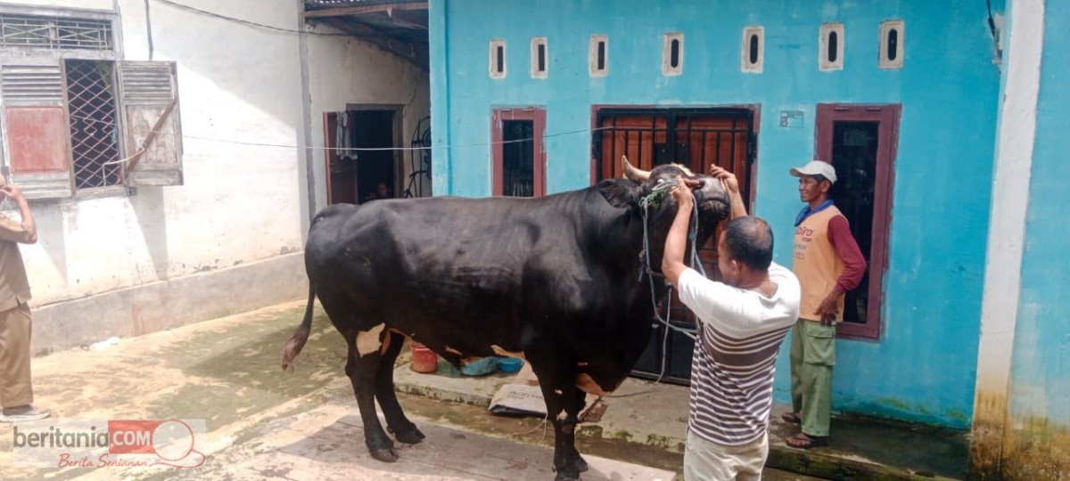 Si Angus, Sapi Warga Purwodadi Jadi Kurban Presiden Prabowo untuk Musi Rawas