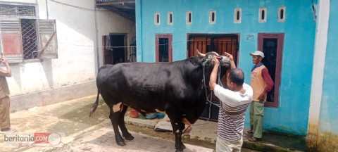 Si Angus, Sapi Warga Purwodadi Jadi Kurban Presiden Prabowo untuk Musi Rawas