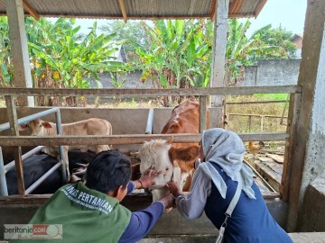 Cegah Penyakit Mulut Dan Kuku Jelang Idhul Adha, Lalu Lintas Hewan Kurban Masuk Lubuklinggau Diawasi