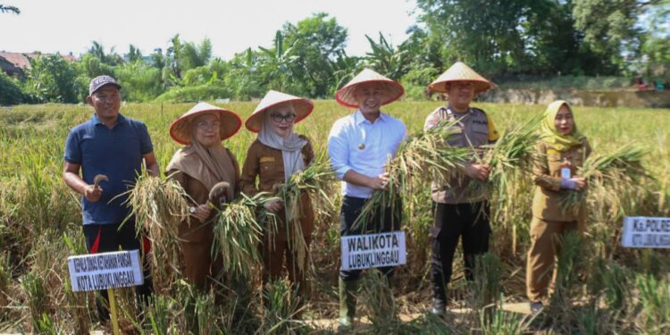 Dukung Program Swasembada Pangan, Wako Panen Raya Bersama Petani