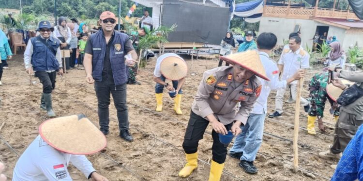 Sinergi Kapolsek, Forkopimcam Bersma Petani Tanam Jagung Cara Tradisional