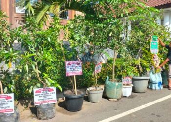 Inovasi Baru, NR Florist Linggau Sediakan Ucapan Lewat Bibit Tanaman Buah