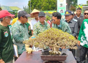 Bonsai Seharga Mobil Mewah Bertarung Di Kontes Nasional Wali Kota Cup 